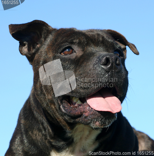 Image of staffordshire bull terrier