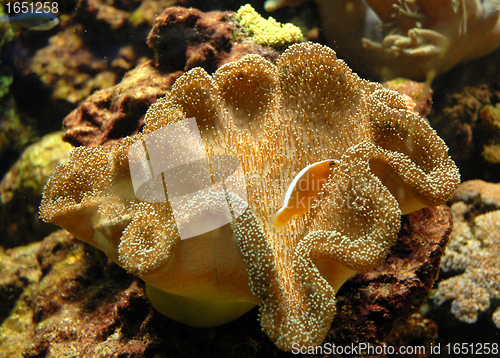 Image of pink anemone fish
