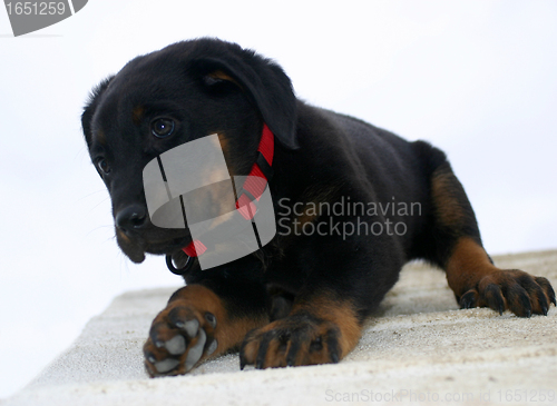 Image of puppy french shepherd