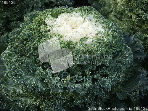 Image of Cabbage