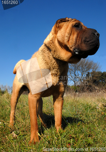 Image of Shar Pei