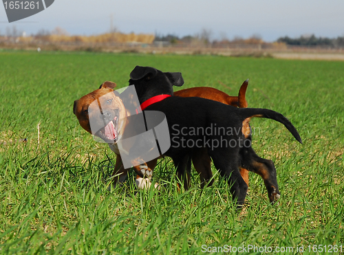 Image of french shepherd and staffie