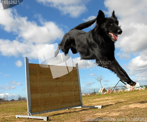 Image of jumping groenendael