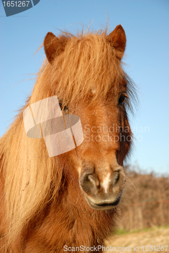 Image of shetand pony