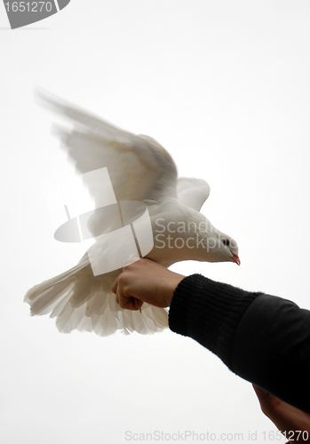 Image of white dove