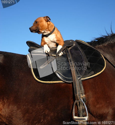 Image of staffordshire bull terrier