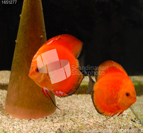 Image of discus in aquarium