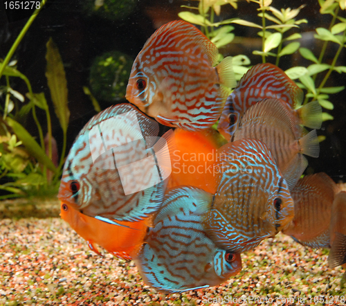 Image of discus in aquarium