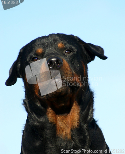 Image of rottweiler