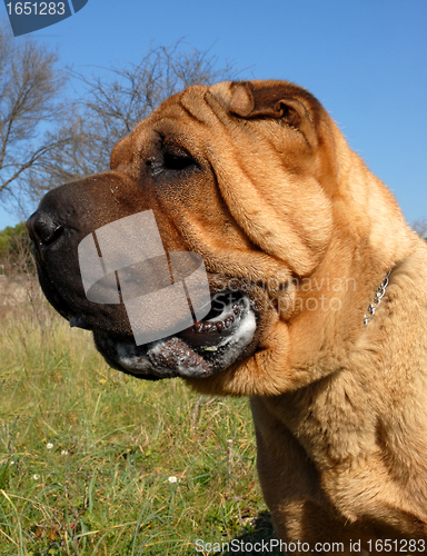 Image of Shar Pei