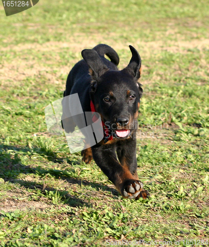 Image of french shepherd