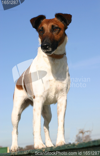 Image of smooth fox terrier 