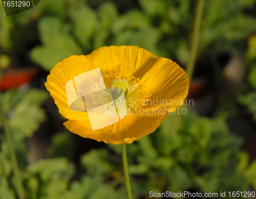 Image of opium poppy