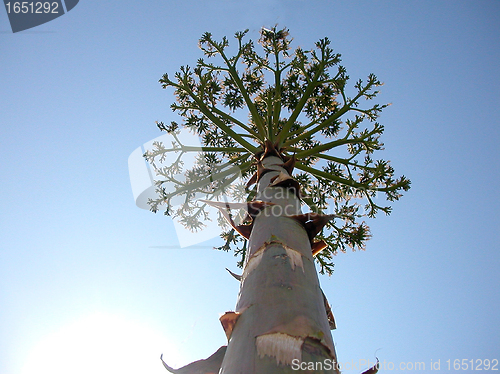 Image of flower of Agave americana