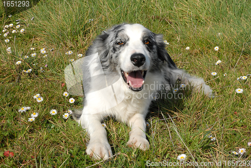 Image of border collie