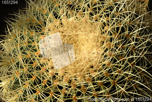 Image of cactus spines