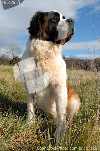 Image of Saint Bernard