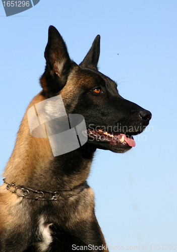 Image of malinois