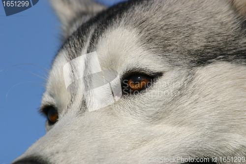 Image of siberian husky