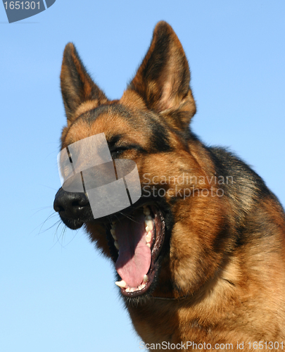 Image of german shepherd