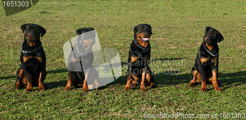 Image of four rottweiler