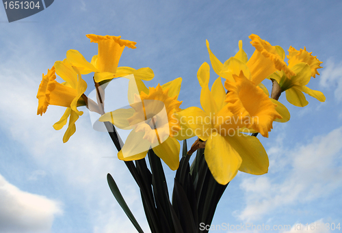 Image of Daffodil