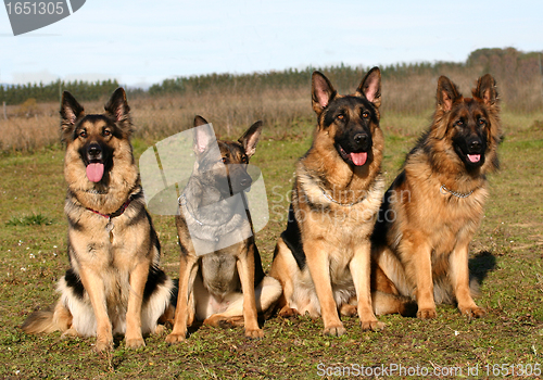 Image of four german shepherds