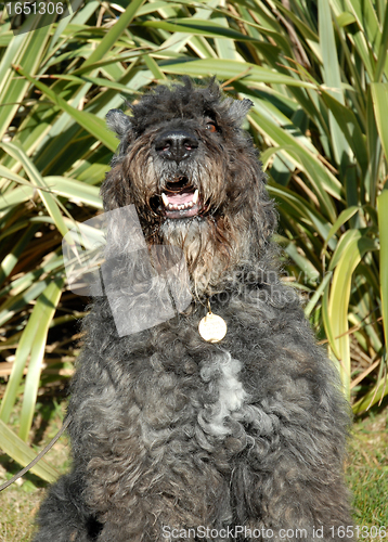 Image of bouvier des Flandres