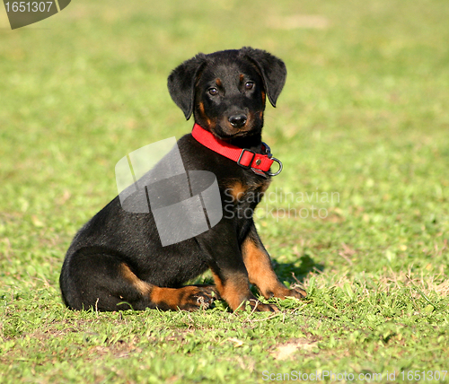 Image of puppy french shepherd