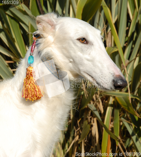 Image of borzoi