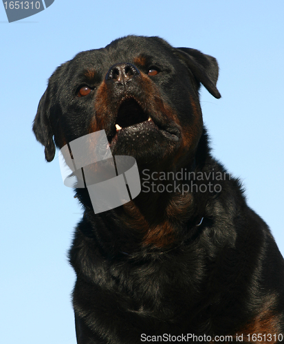 Image of rottweiler