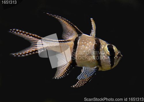 Image of Banggai Cardinal Fish