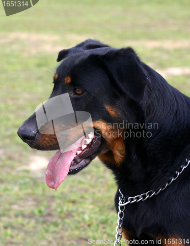 Image of french shepherd