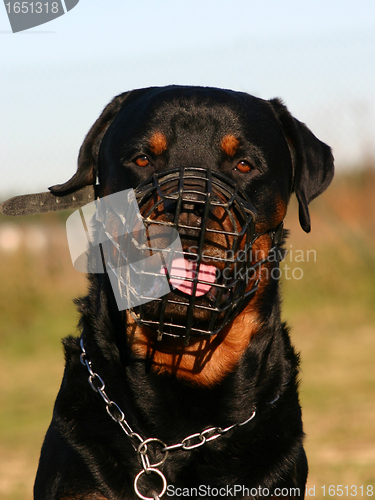 Image of rottweiler and muzzle