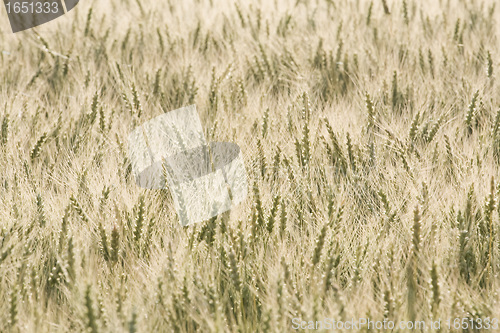 Image of wheat field as a background