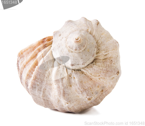 Image of sea shells close up