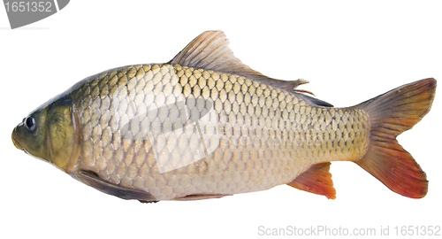 Image of big fat carp  isolated on white background