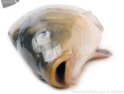 Image of head of big carp isolated on white