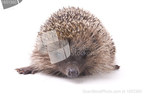 Image of hedgehoge male adult isolated on white