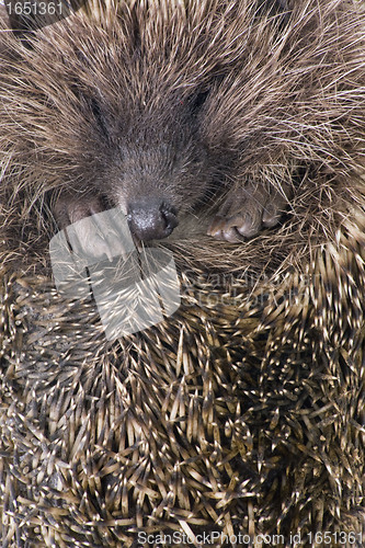 Image of hedgehoge male adult close up