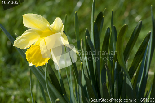 Image of daffodil on green dackground
