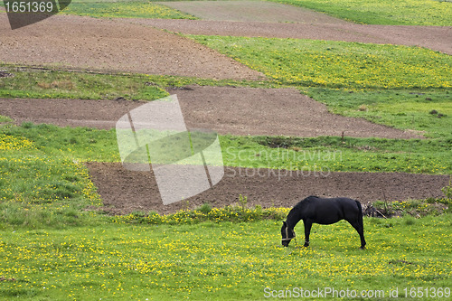 Image of horse and fields