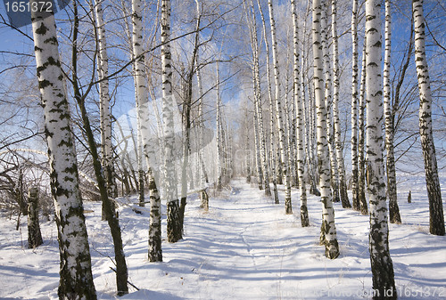 Image of Frozen birch alley at winter adn deep blue sky