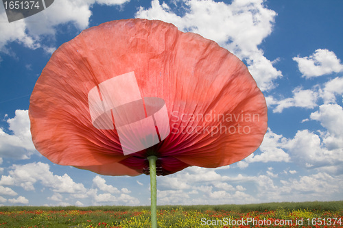 Image of poppy close up isolated against a beauty cloudscape