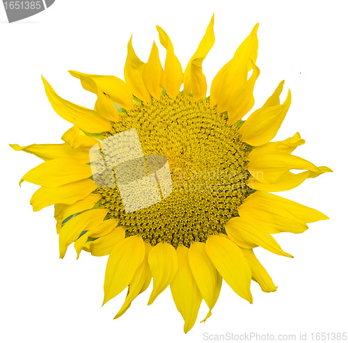 Image of sunflowers isolated over vhite