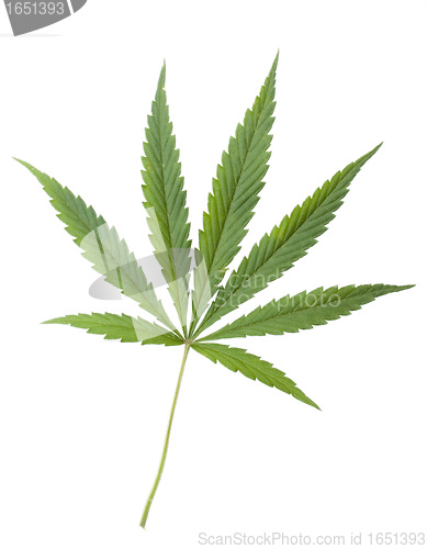 Image of Green leaf of Hemp (Cannabis, marijuana) isolated on the white Background.