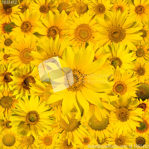 Image of sunflowers background
