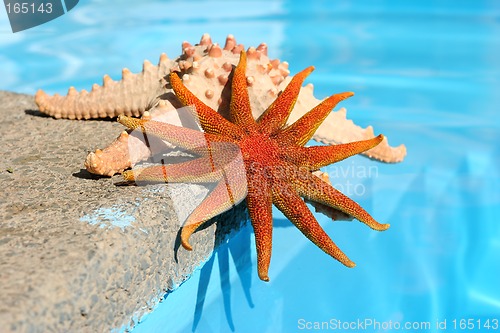 Image of Starfish By Pool