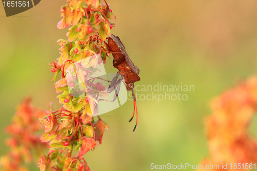 Image of bug, bedbug brown on the delicate flower in summer