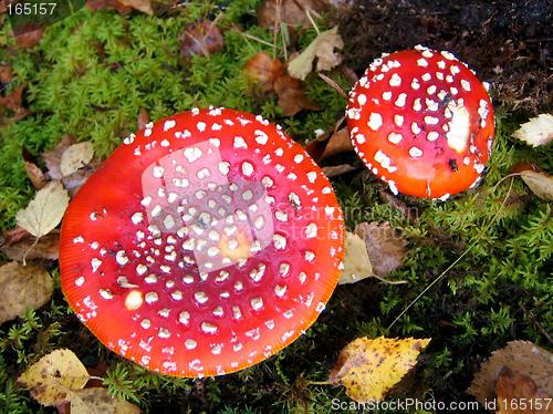 Image of Red toadstool